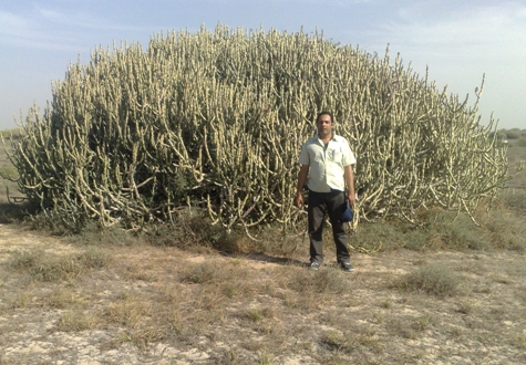 Kapoor loved this huge cactus..