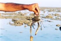 Crab holding stick at Narara