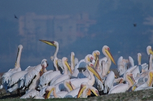 Pelicans at lake
